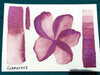 Glamorous, 10ml cap, watercolor paint